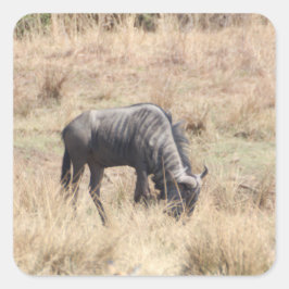 Blåvildsvin i Afrikas buske Fyrkantigt Klistermärke