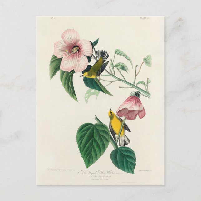 Blåvingad gul sångare från Birds of America Vykort (Framsida)