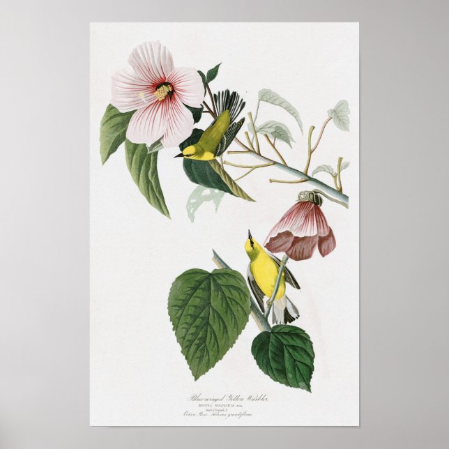 Blåvingad Gult Warbler Audubon Birds America Poster (Framsidan)