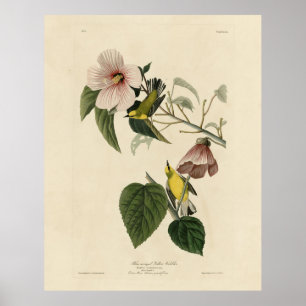 Blåvingad Gult Warbler - Audubon Birds America Poster