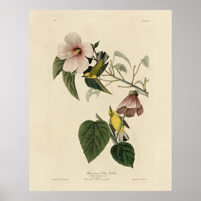 Blåvingad Gult Warbler - Audubon Birds America Poster (Framsidan)