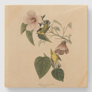 Blåvingad Gult Warbler - Audubon Birds America Stenunderlägg