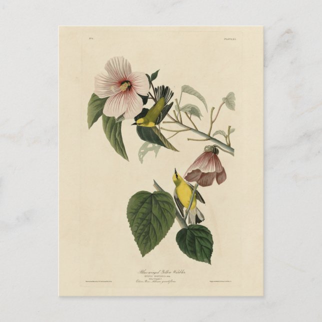 Blåvingad Gult Warbler - Audubon Birds America Vykort (Framsida)