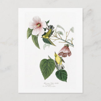 Blåvingad Gult Warbler Audubon Birds America Vykort