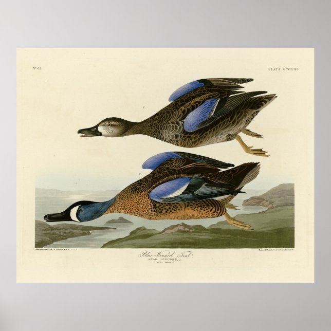 Blåvingad kalk från Audubon's Birds of America Poster (Framsidan)