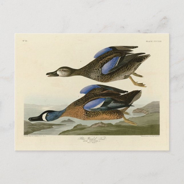 Blåvingad kalk från Audubon's Birds of America Vykort (Framsida)