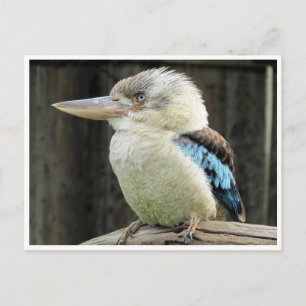 blåvingad kookaburra vykort