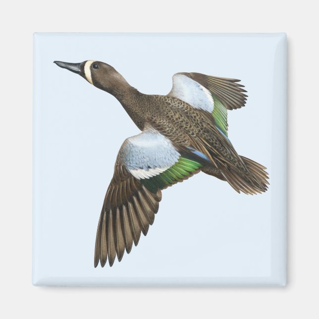 Blåvingad Teal Magnet (Framsidan)