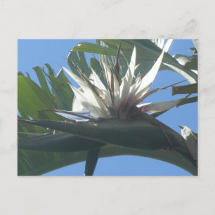 Blåvitt Strelitzia Flower DIY-vykort Vykort