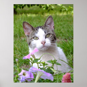 Blaze Cat och Petunias Poster