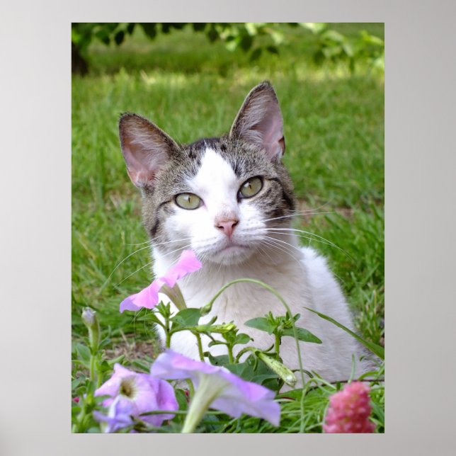 Blaze Cat och Petunias Poster (Framsidan)