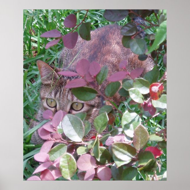 Blaze Cat Ögon Poster (Framsidan)