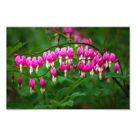 Bleeding Heart Flowers Fototryck