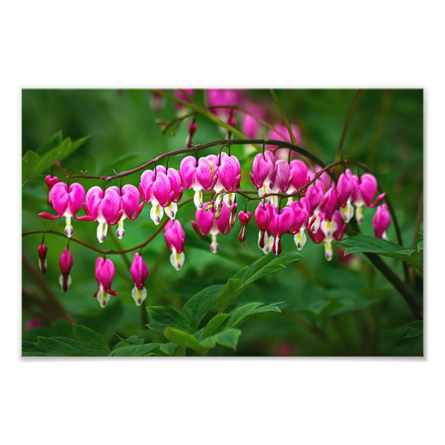 Bleeding Heart Flowers Fototryck (Framsidan)