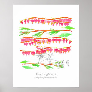 Bleeding Heart Language of Flowers Botanical Art Poster