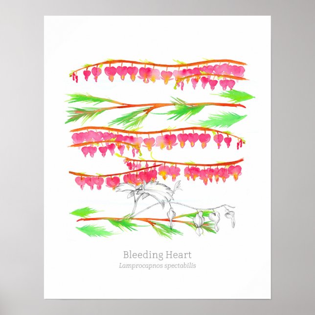 Bleeding Heart Language of Flowers Botanical Art Poster (Framsidan)