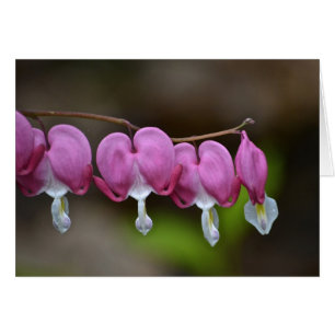 Bleeding Heart Notecard Hälsningskort