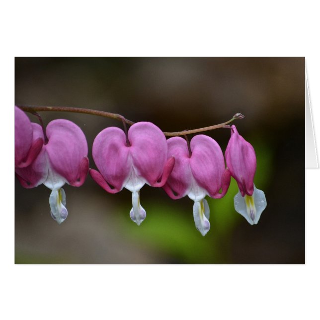 Bleeding Heart Notecard Hälsningskort (Framsidan Horizontal)