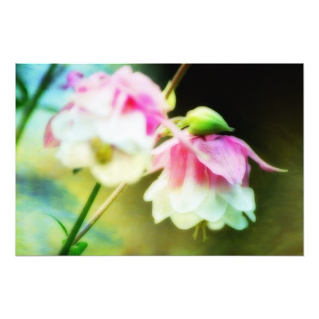 Bleeding Hearts av Shirley Taylor Fototryck (Framsidan)