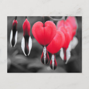 Bleeding Hearts Flowers Vykort