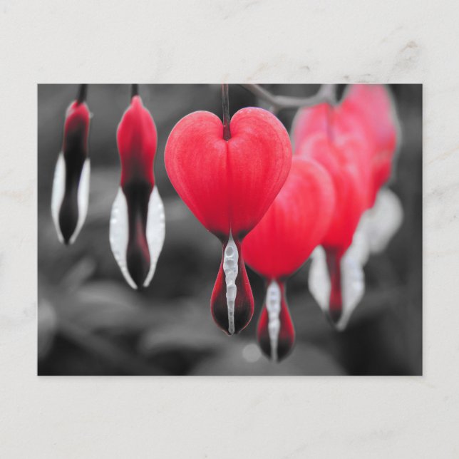 Bleeding Hearts Flowers Vykort (Framsida)
