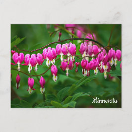 Bleeding Hearts Postcard Vykort