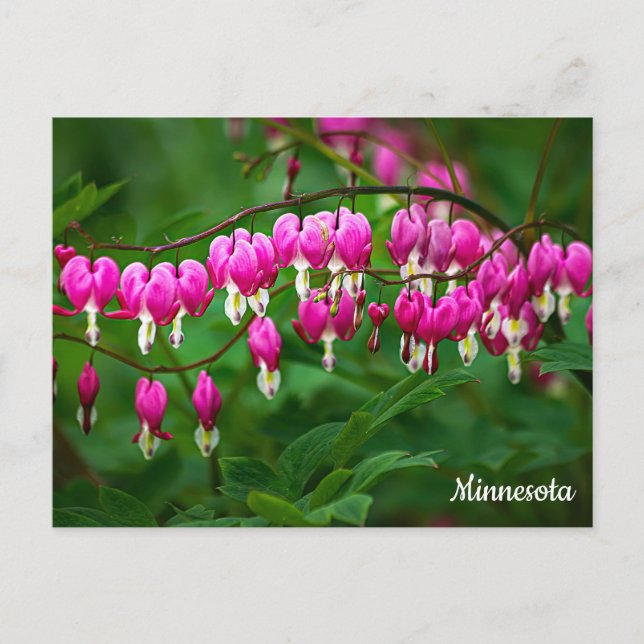Bleeding Hearts Postcard Vykort (Framsida)