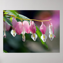Bleeding Hearts Vår blommor Poster