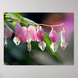Bleeding Hearts Vår blommor Poster