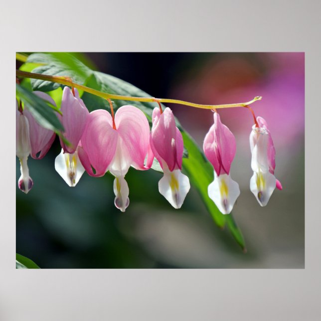 Bleeding Hearts Vår blommor Poster (Framsidan)