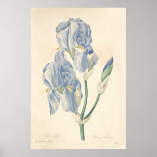 Blek affisch för Iris