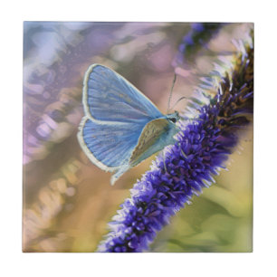 Blek Blue Butterfly på Lavender Flowers Kakelplatta