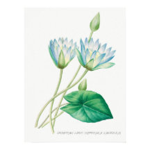 Blek Blue Lotus Flower Botanical Illustration