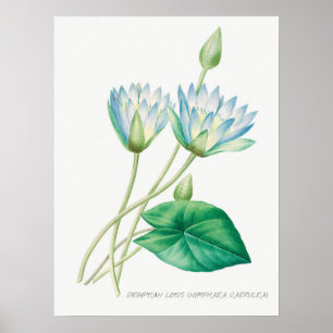 Blek Blue Lotus Flower Botanical Illustration Poster