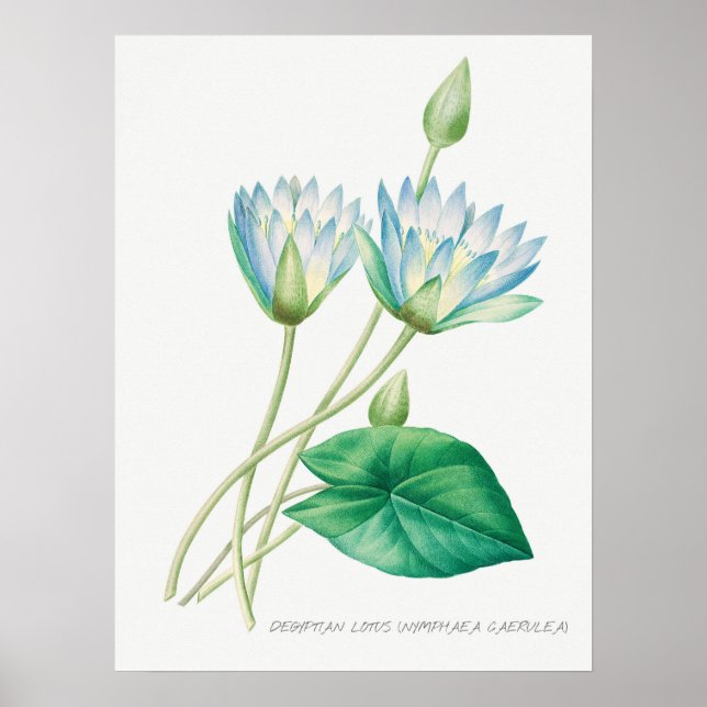 Blek Blue Lotus Flower Botanical Illustration Poster (Framsidan)
