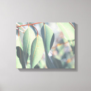 Blek Grönt Eucalyptus Träd Löv Canvastryck