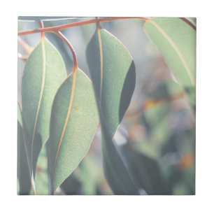 Blek Grönt Eucalyptus Träd Löv Kakelplatta