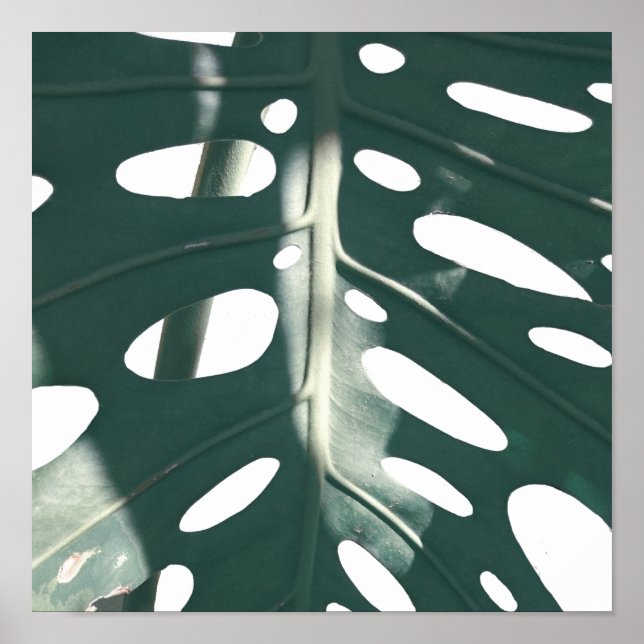 Blek Grönt Pastel Swiss Cheese Plant Poster (Framsidan)