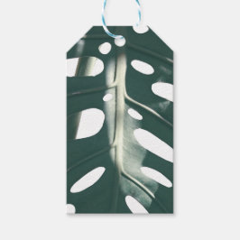 Blek Grönt Pastel Swiss Cheese Plant Presentetikett