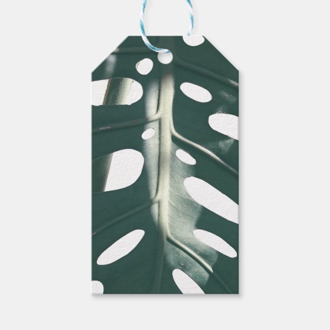 Blek Grönt Pastel Swiss Cheese Plant Presentetikett (Framsidan)