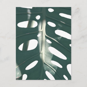 Blek Grönt Pastel Swiss Cheese Plant Vykort