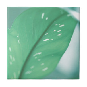 Blek Grönt Plant Löv Natur Feel Kakelplatta