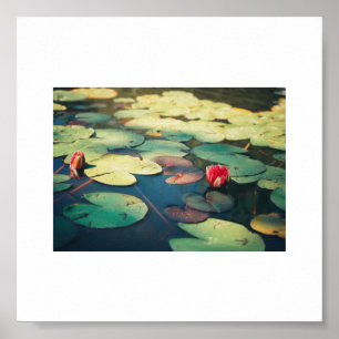 Blek Grönt Red Vatten Lily Flower Plants Poster