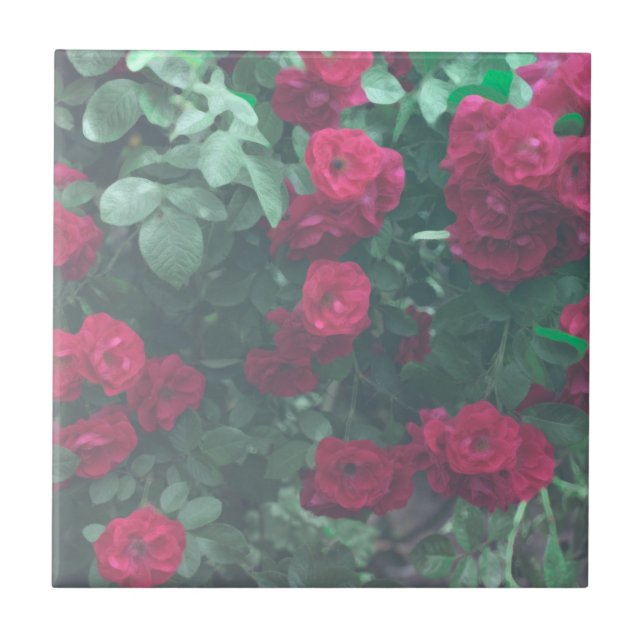 Blek Grönt Röd ros Flowers Teckning Kakelplatta (Framsidan)