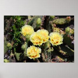 Blek Gult Cactus Blommars Poster