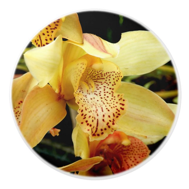 Blek Gult Cymbidium Orchid Ceramic Knob Knopp (Framsidan)