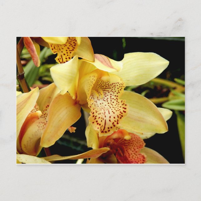 Blek Gult Cymbidium Orchid-vykort Vykort (Framsida)