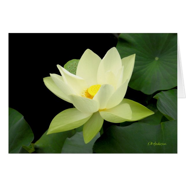 Blek gult flyter vatten lily löv hälsningskort (Framsidan Horizontal)