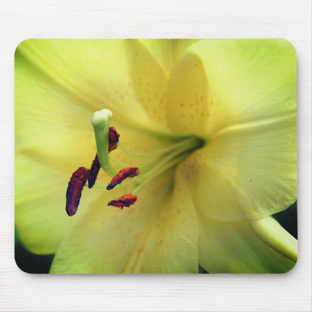 Blek Gult Lily Flower Up Close Musmatta (Framsidan)