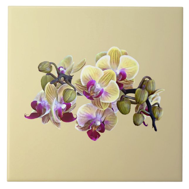 Blek Gult och Magenta Phalaenopsis Orchids Kakelplatta (Framsidan)